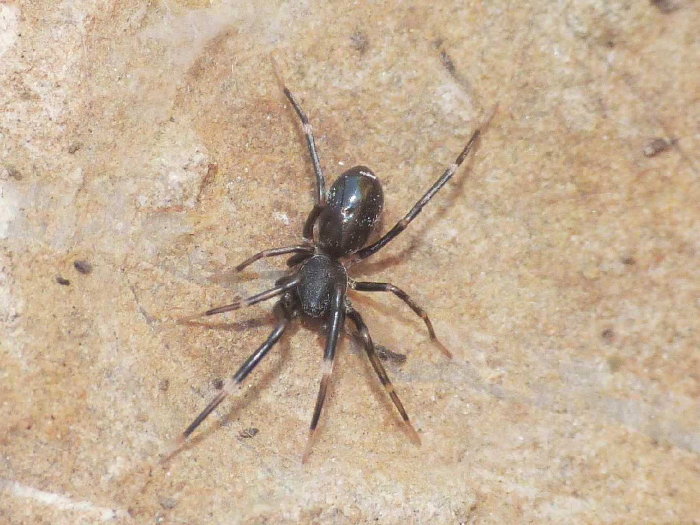 Liophrurillus flavitarsis - Tolfa (RM)